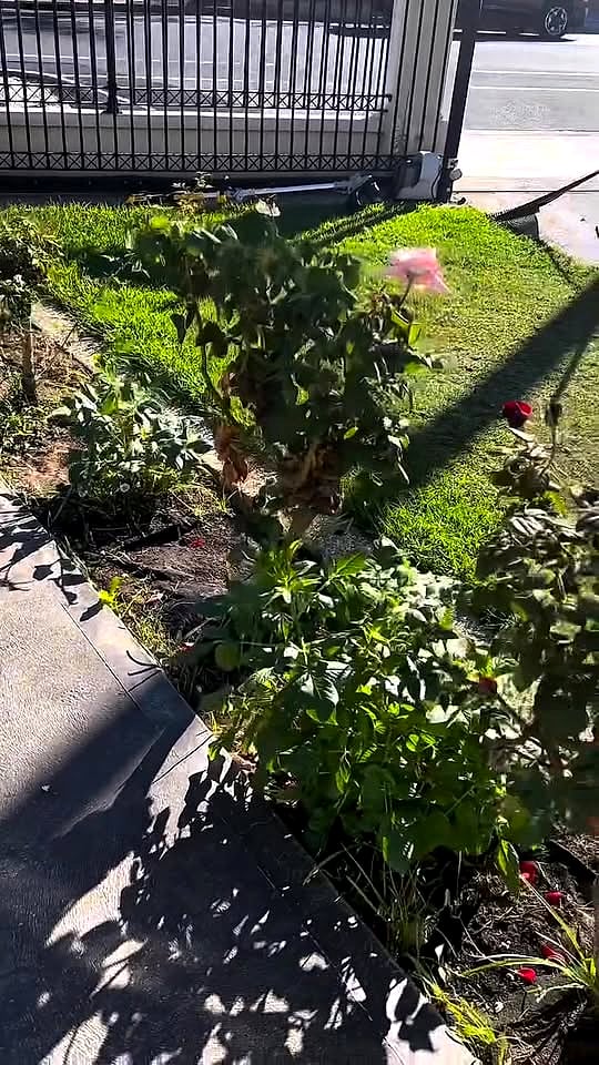 Garden bed planted and edged in Adelaide
